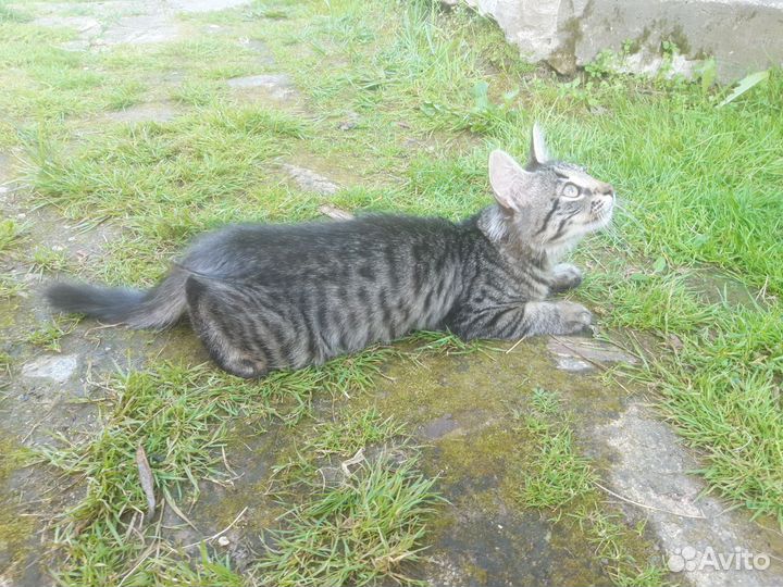 Отдам котенка в добрые руки