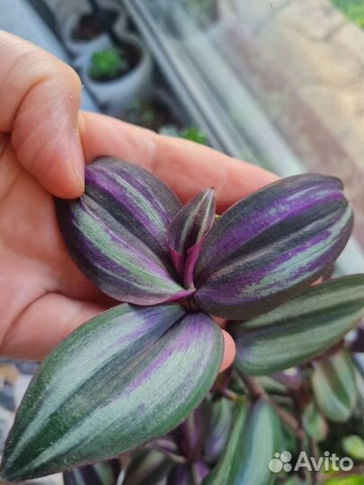 Зебрина Evanesce редкий сорт