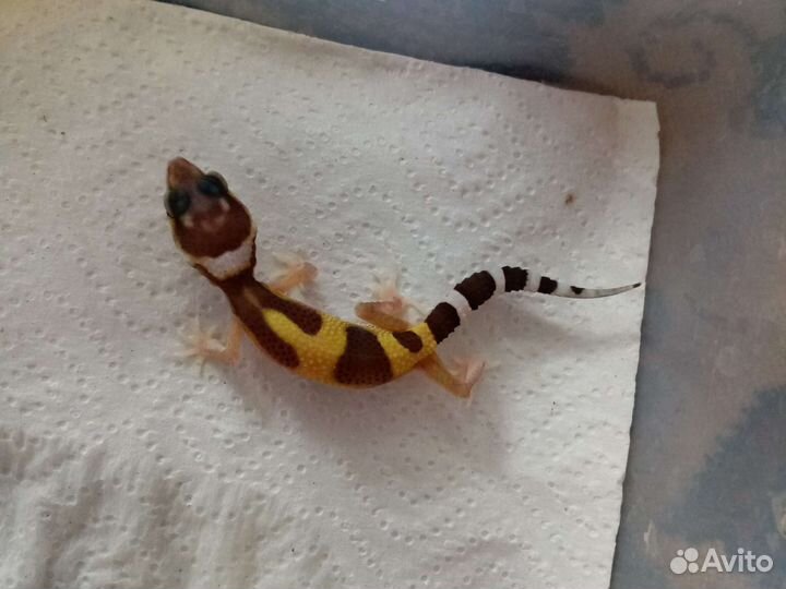 Пятнистый эублефар та