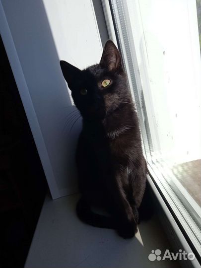 Котенок подросток