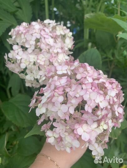 Гортензия древовидная Candybelle Bubblegum