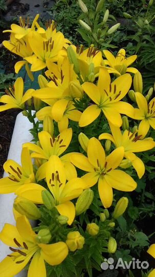 Многолетники