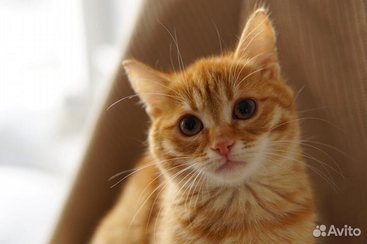 Котенок девочка