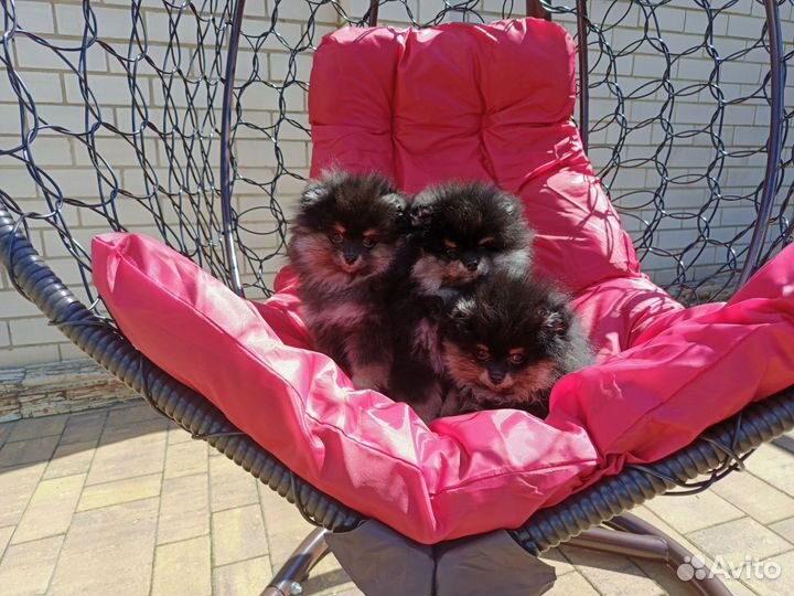 Померанский шпиц медвежьего типа