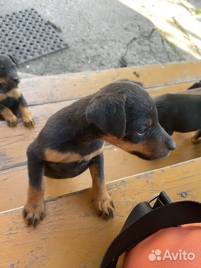 Щенки ягдтерьера