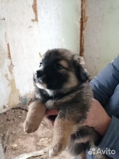 Щенки в добрые руки