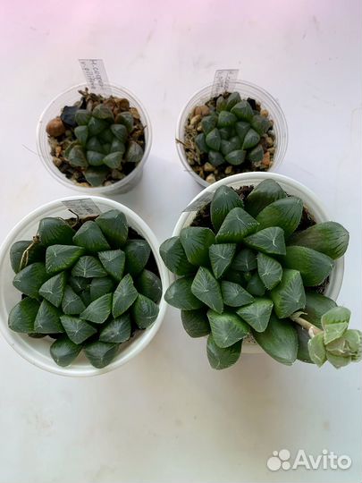 Haworthia cooperi и другие Хавортии