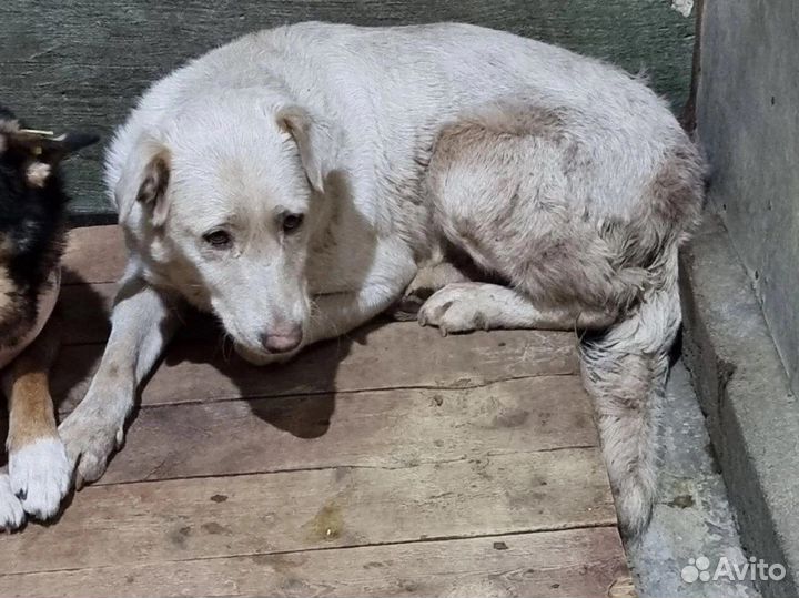 Собака с очень грустными глазами в отлове