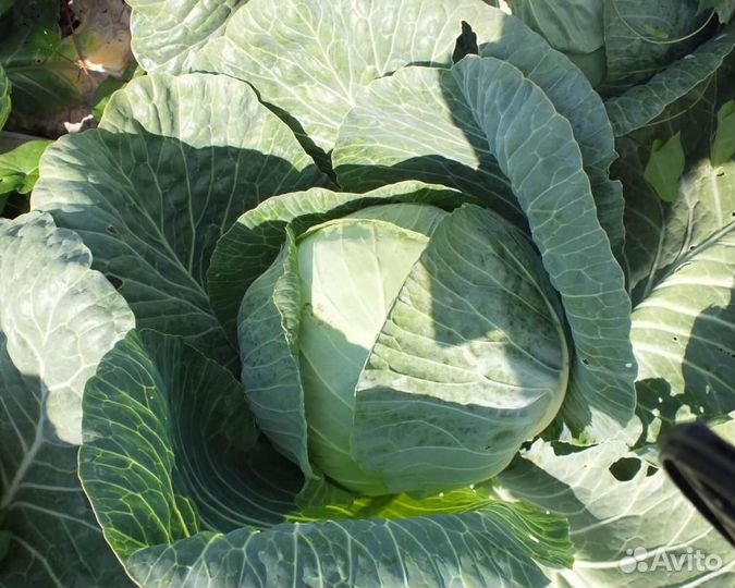 Семена Капусты 