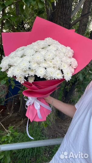 Хризантема