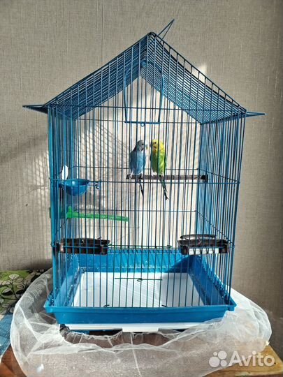 Волнистые попугай с клеткой