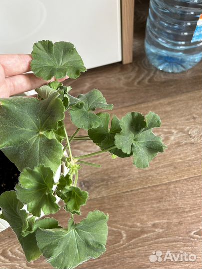 Продам сортовые пеларгонии