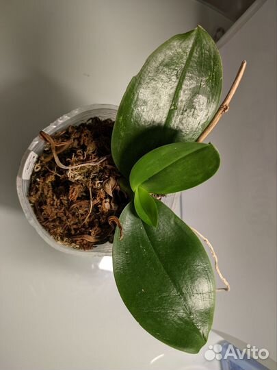 Орхидея фаленопсис Chiang Jhih Lady 3.5