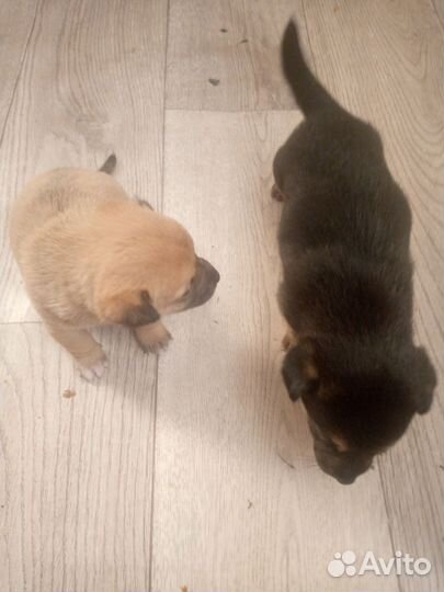 Отдам маленьких собак двое в хорошие руки