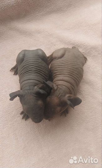 Морская свинка скинни