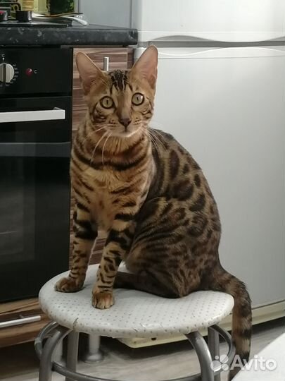 Бенгальский кот