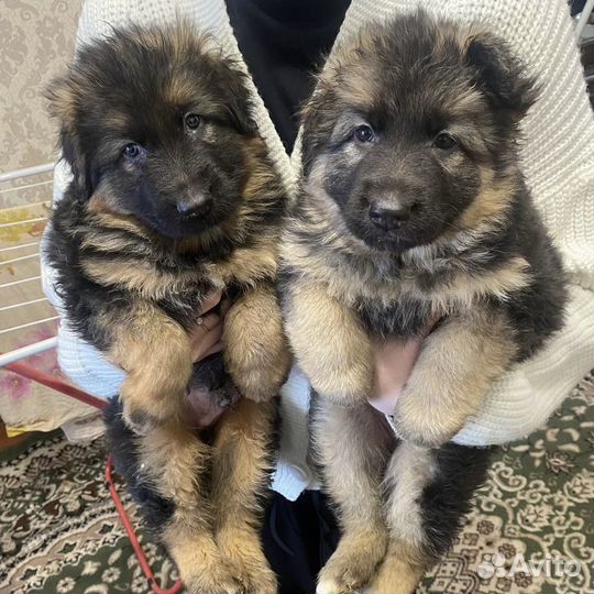 Щенки немецкой овчарки
