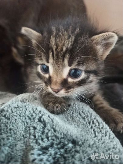 Кошки в добрые руки бесплатно