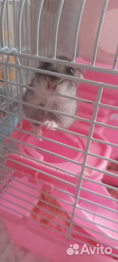 Джунгарский хомяк с клеткой