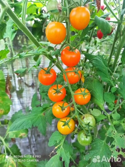 Помидоры черри