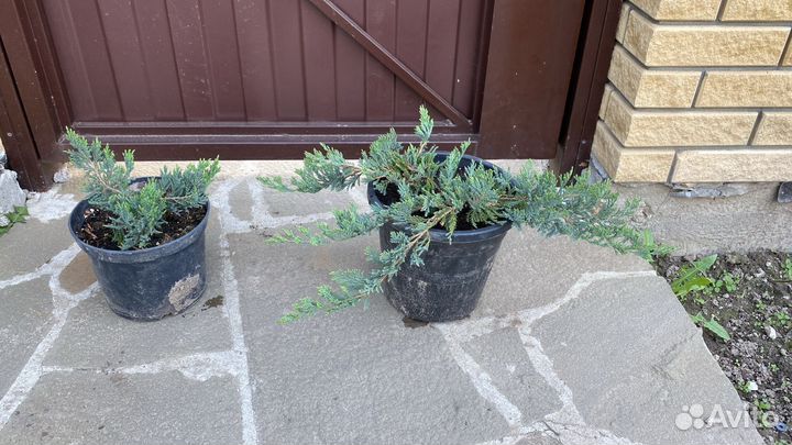 Можжевельник блю чип