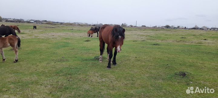 Продам жеребца