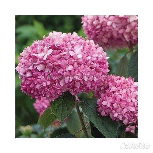 Гортензия древовидная