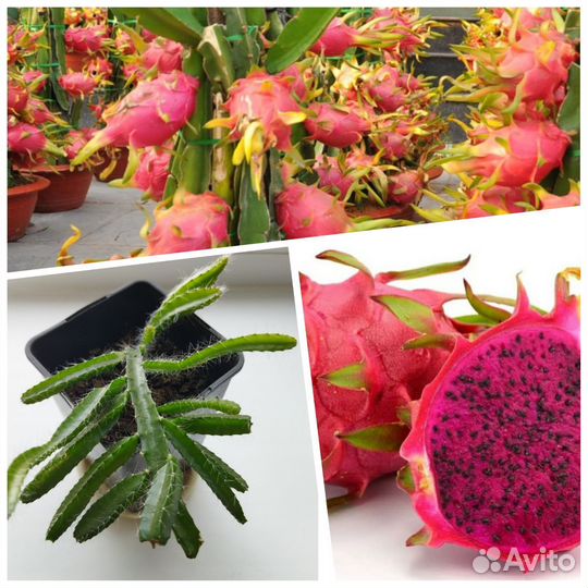 Питахайя- драконий фрукт