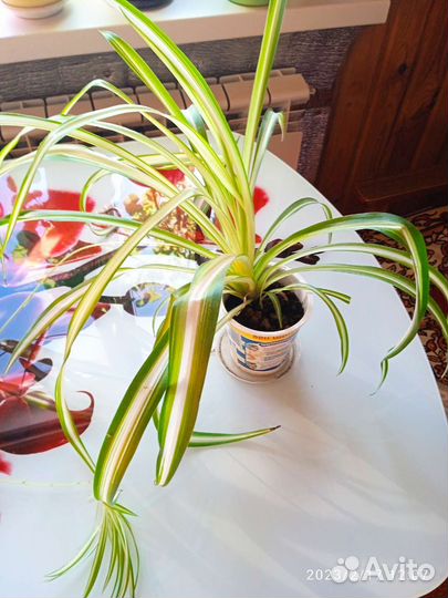 Хлорофитум