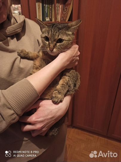 Кошка в дар бесплатно