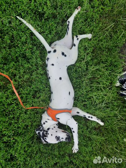 Собака долматинец