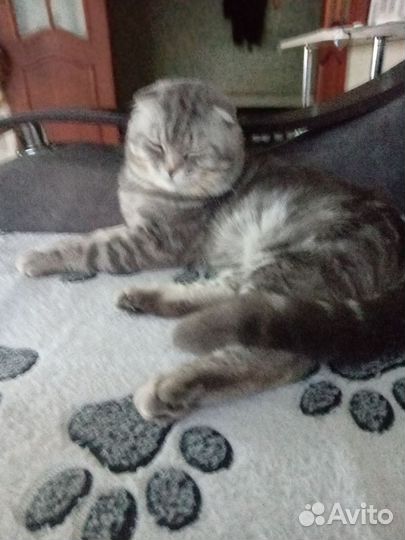 Шотландский кот вязка