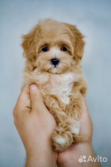 Мальтипу микро Бони