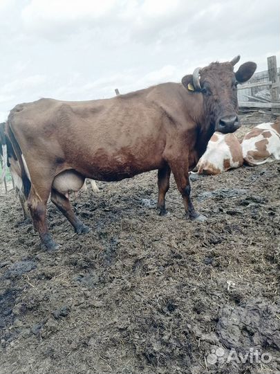 Продам коров