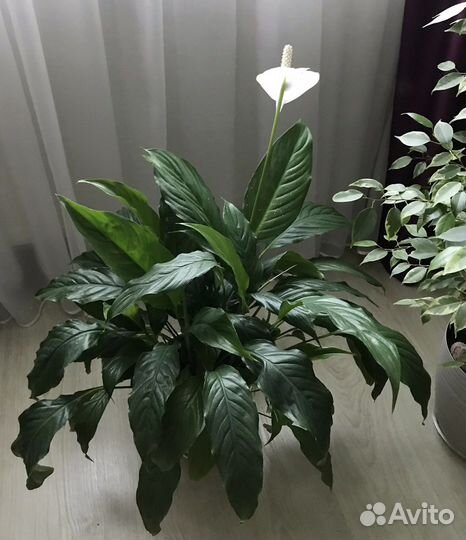 Спатифиллум в керамическом горшке