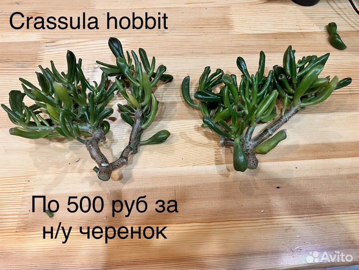 Цветы суккуленты