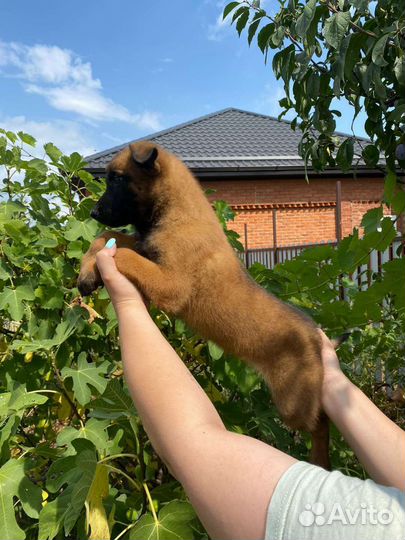 Бельгийская овчарка