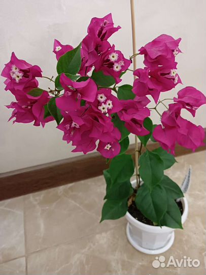 Бугенвилия