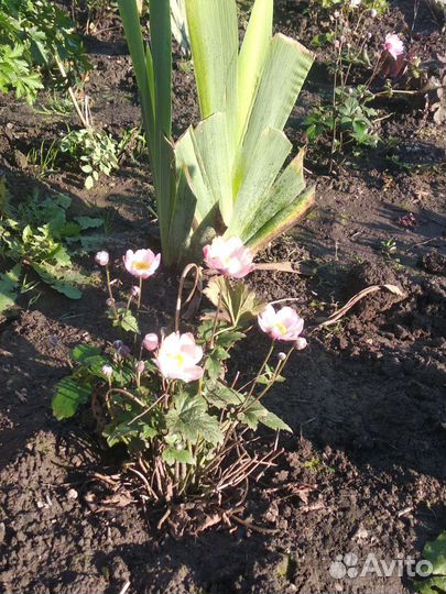 Многолетние цветы