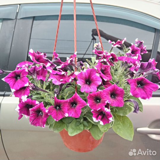 Кашпо с петунией