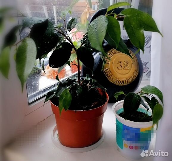 Фикус Бенжамина Даниэль