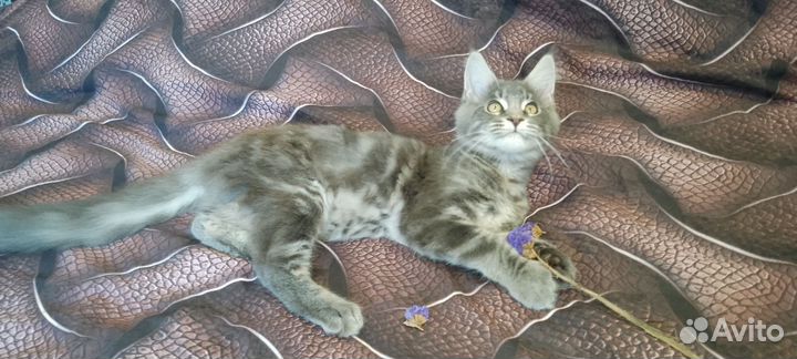 Девочка мейкун