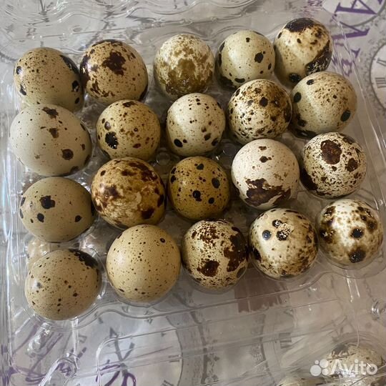 Яйца перепелиные