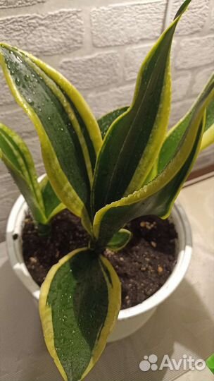 Сансевиерия разные сорта