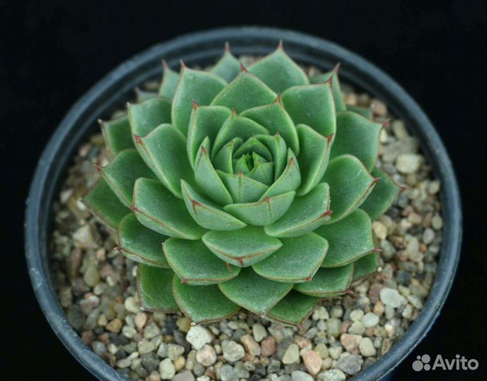 Молодило каменная роза