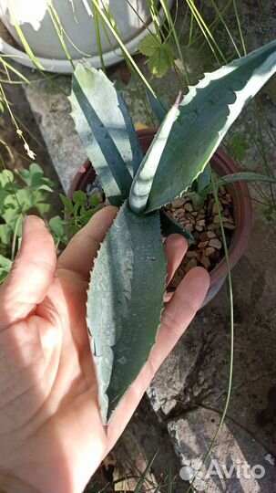 Агава голубая