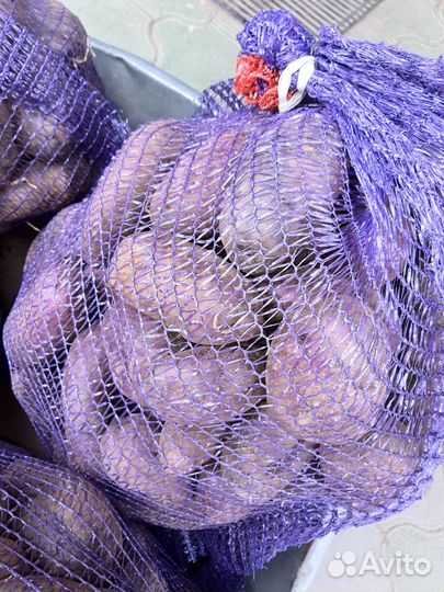 Семенной картофель