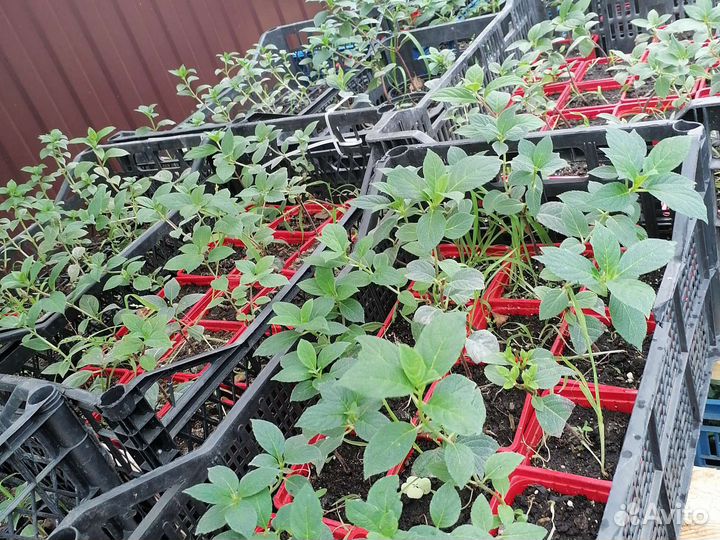 Укорененные черенки гортензии метельчатой. NEW