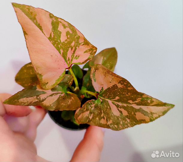 Сингониум пинк сплеш splash d6 новинка