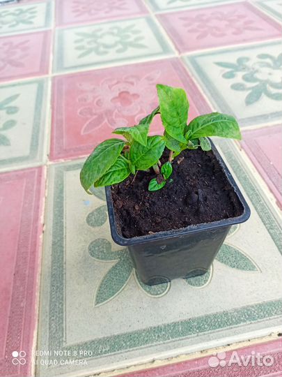 Комнатное растение гартензия